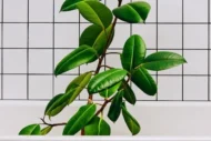 A ficus plant in the bathtub in white bathroom for beneficial of keeping greenery inside our bathrooms