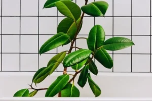 A ficus plant in the bathtub in white bathroom for beneficial of keeping greenery inside our bathrooms