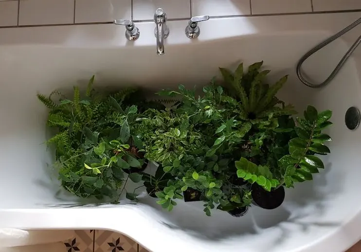 A bathtub filled with lush green houseplants, including ferns and leafy vines, soaking up bathroom humidity for easy care